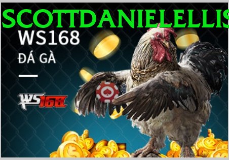 Đá Gà Trực Tiếp - kwin