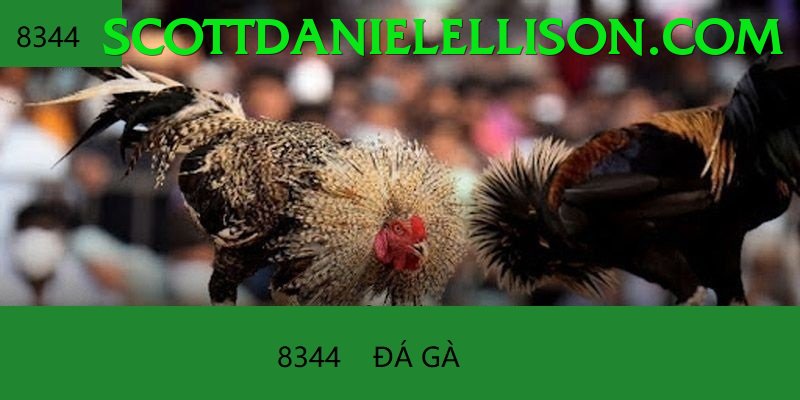 Đá Gà Trực Tiếp - Ưu đãi đặc biệt